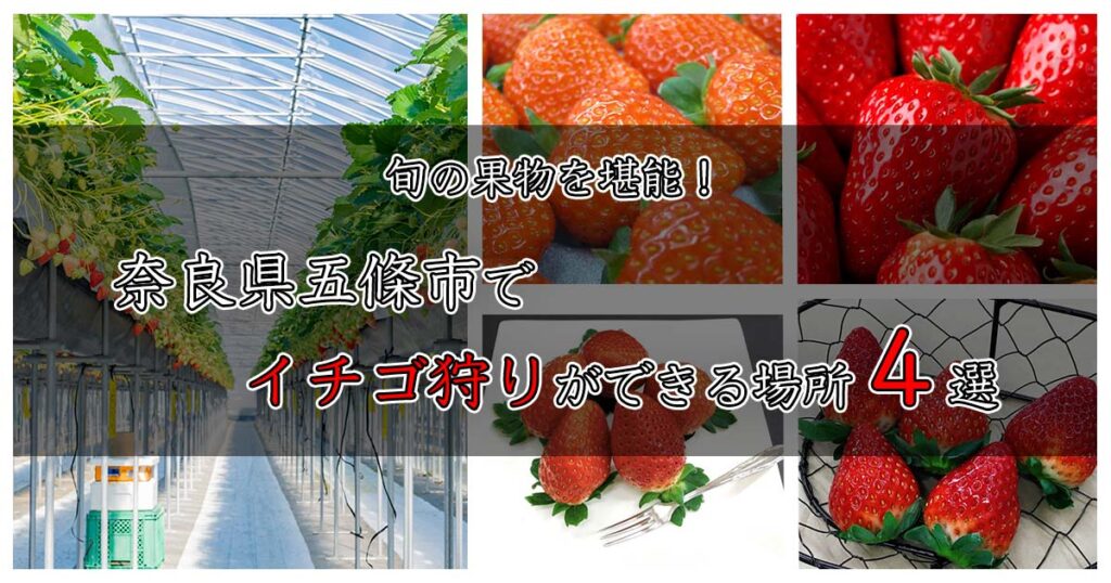 【旬の果物を堪能】奈良県五條市で”イチゴ狩り”ができる場所4選