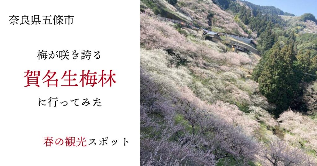 【奈良県五條市で春の観光】梅が咲き誇る「賀名生梅林」に行ってみた